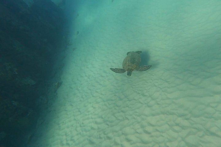 Aventura de jet snorkeling em San Juan, Porto Rico, com tartarugas marinhas e peixes tropicais, foto 18 | wizardtrip