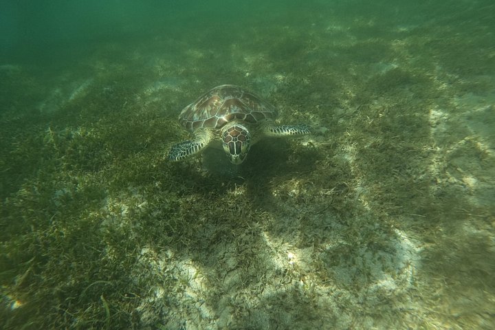Aventura de jet snorkeling em San Juan, Porto Rico, com tartarugas marinhas e peixes tropicais, foto 19 | wizardtrip