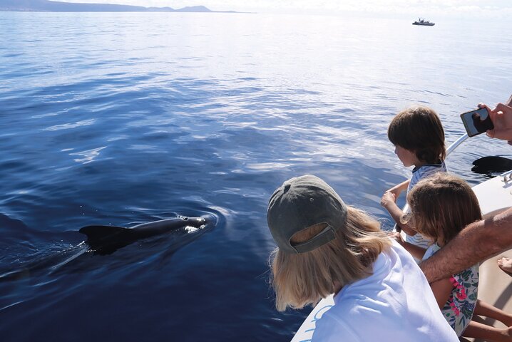 Costa Adeje: Cetacean Sighting in Tenerife South | wizardtrip