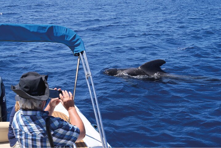 Tour en barco ecológico para avistamiento de cetáceos en Tenerife Sur con biólogos marinos, foto 6 | wizardtrip