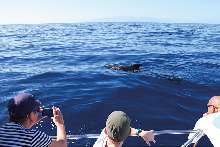 Tour en barco ecológico para avistamiento de cetáceos en Tenerife Sur con biólogos marinos, foto 8 | wizardtrip