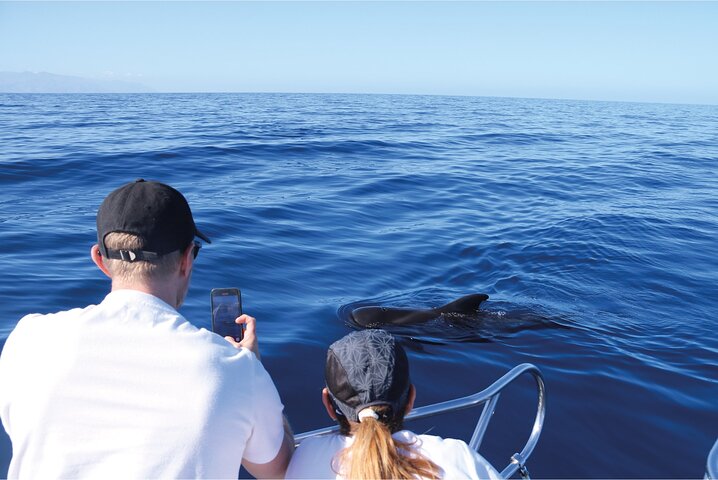 Tour en barco ecológico para avistamiento de cetáceos en Tenerife Sur con biólogos marinos, foto 9 | wizardtrip