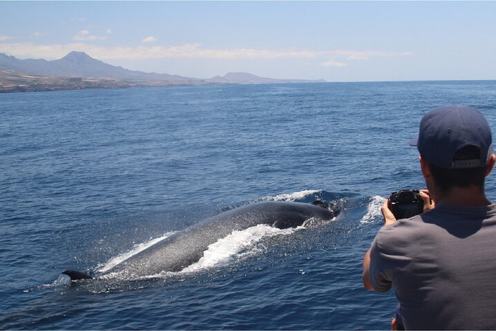 Tour en barco ecológico para avistamiento de cetáceos en Tenerife Sur con biólogos marinos, foto 11 | wizardtrip