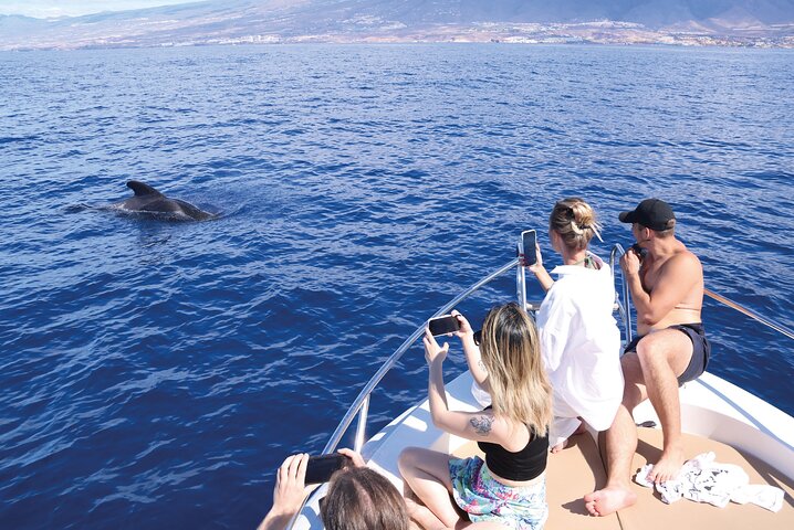 Tour en barco ecológico para avistamiento de cetáceos en Tenerife Sur con biólogos marinos, foto 13 | wizardtrip