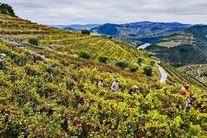 Scenic Douro Valley tour from Porto featuring vineyards, wine tasting, and river cruise, photo 23 | wizardtrip