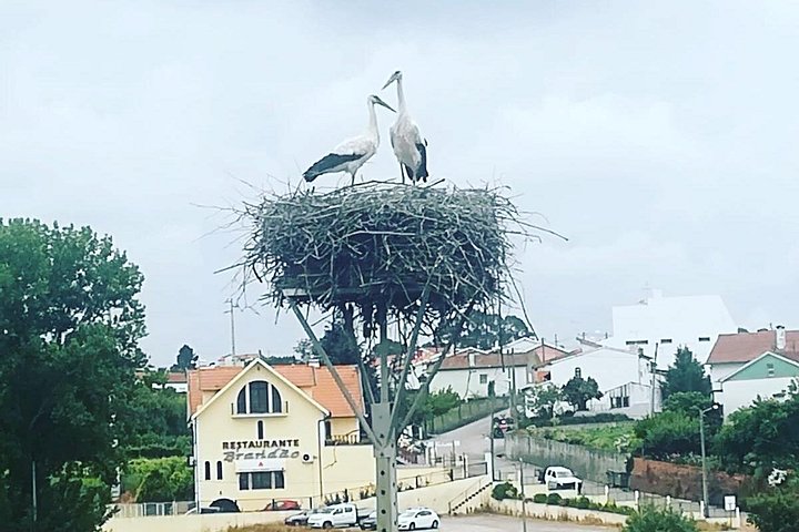 Naturskjønn enveis transport fra Porto til Lisboa med stopp i sjarmerende portugisiske byer som Aveiro og Óbidos, foto 31 | wizardtrip