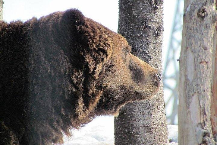 Tour em pequeno grupo para a Ponte Suspensa de Capilano e Grouse Mountain de Vancouver, foto 10 | wizardtrip