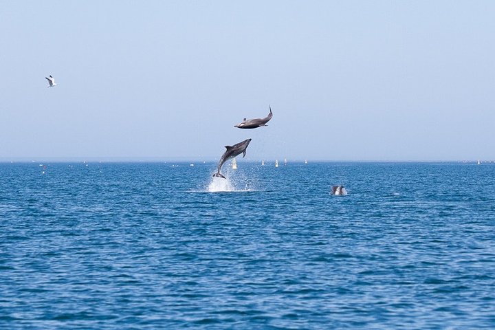 Kleine Gruppe Delfin- und Wildtierbeobachtungstour in Faro | wizardtrip