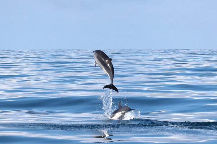 Dolfijn- en wildlifewatching boottocht in Faro, Portugal, met mariene biologen, foto 6 | wizardtrip