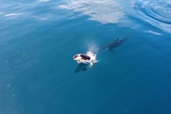 Dolfijn- en wildlifewatching boottocht in Faro, Portugal, met mariene biologen, foto 7 | wizardtrip