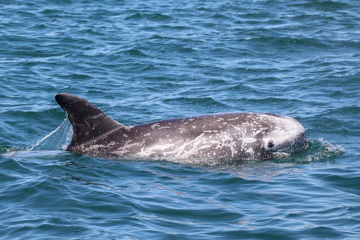 Dolfijn- en wildlifewatching boottocht in Faro, Portugal, met mariene biologen, foto 8 | wizardtrip