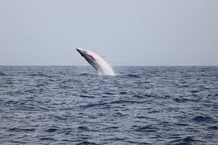 Dolfijn- en wildlifewatching boottocht in Faro, Portugal, met mariene biologen, foto 9 | wizardtrip