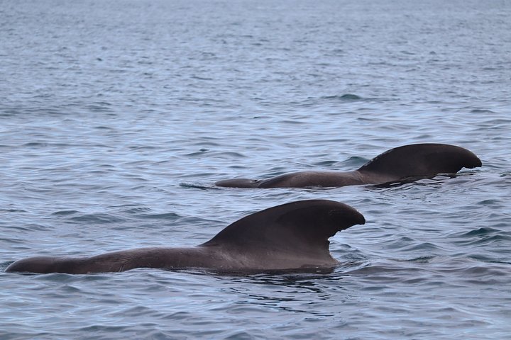 Dolfijn- en wildlifewatching boottocht in Faro, Portugal, met mariene biologen, foto 10 | wizardtrip