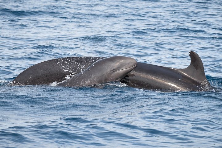 Dolfijn- en wildlifewatching boottocht in Faro, Portugal, met mariene biologen, foto 11 | wizardtrip