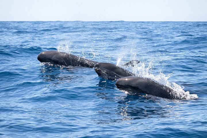 Dolfijn- en wildlifewatching boottocht in Faro, Portugal, met mariene biologen, foto 12 | wizardtrip