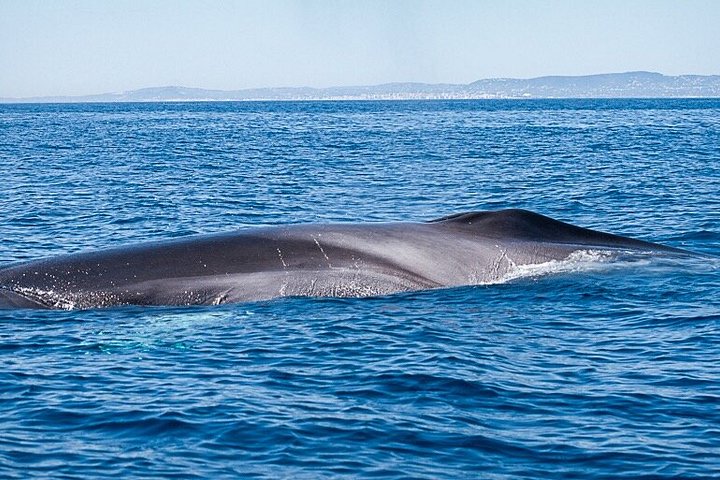 Dolfijn- en wildlifewatching boottocht in Faro, Portugal, met mariene biologen, foto 13 | wizardtrip