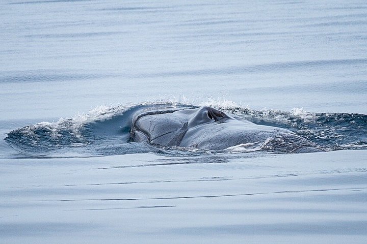 Dolfijn- en wildlifewatching boottocht in Faro, Portugal, met mariene biologen, foto 14 | wizardtrip