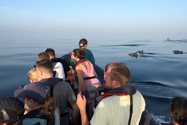 Dolfijn- en wildlifewatching boottocht in Faro, Portugal, met mariene biologen, foto 15 | wizardtrip