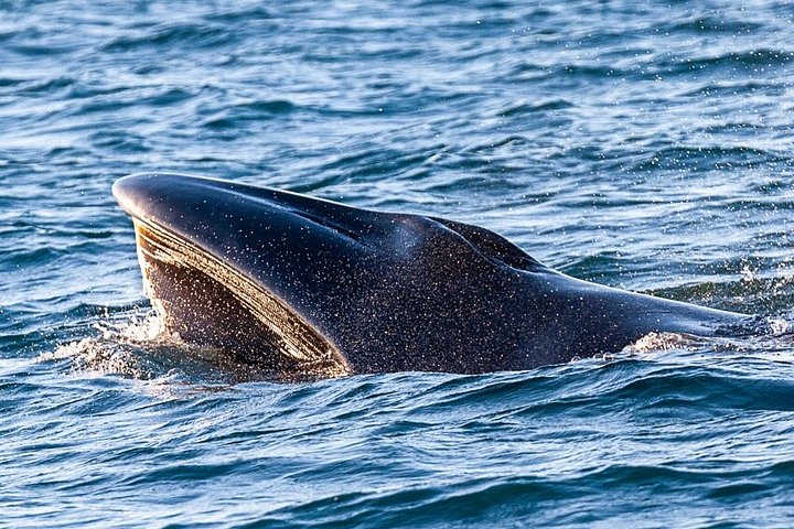 Dolfijn- en wildlifewatching boottocht in Faro, Portugal, met mariene biologen, foto 16 | wizardtrip