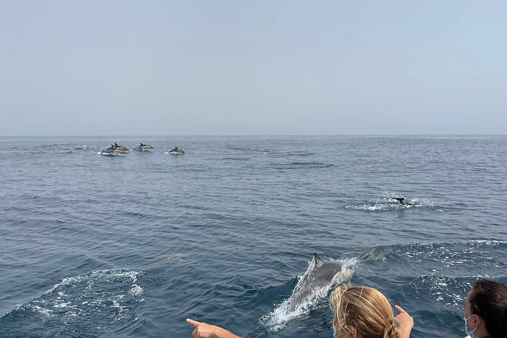 Dolfijn- en wildlifewatching boottocht in Faro, Portugal, met mariene biologen, foto 17 | wizardtrip