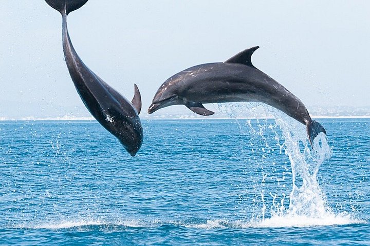 Dolfijn- en wildlifewatching boottocht in Faro, Portugal, met mariene biologen, foto 18 | wizardtrip