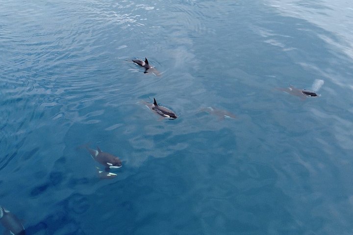Dolfijn- en wildlifewatching boottocht in Faro, Portugal, met mariene biologen, foto 20 | wizardtrip
