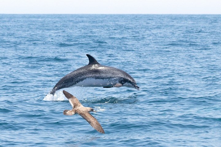 Dolfijn- en wildlifewatching boottocht in Faro, Portugal, met mariene biologen, foto 22 | wizardtrip
