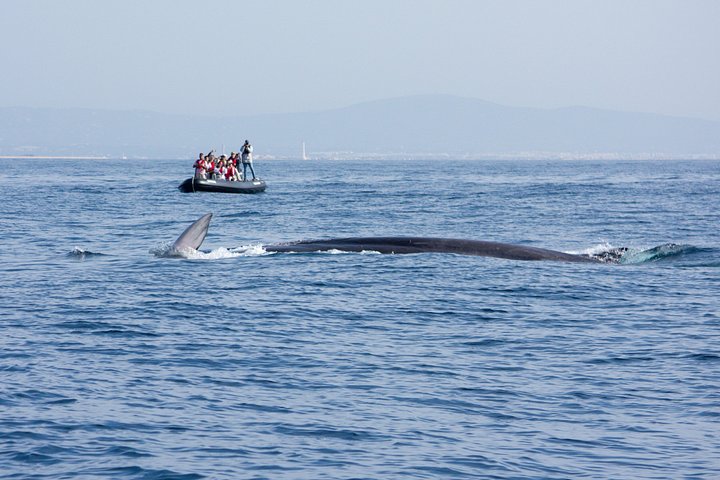 Dolfijn- en wildlifewatching boottocht in Faro, Portugal, met mariene biologen, foto 23 | wizardtrip