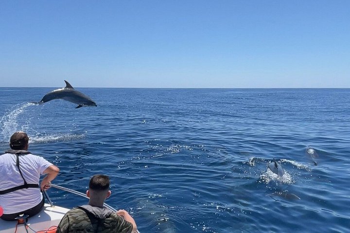 Dolfijn- en wildlifewatching boottocht in Faro, Portugal, met mariene biologen, foto 24 | wizardtrip