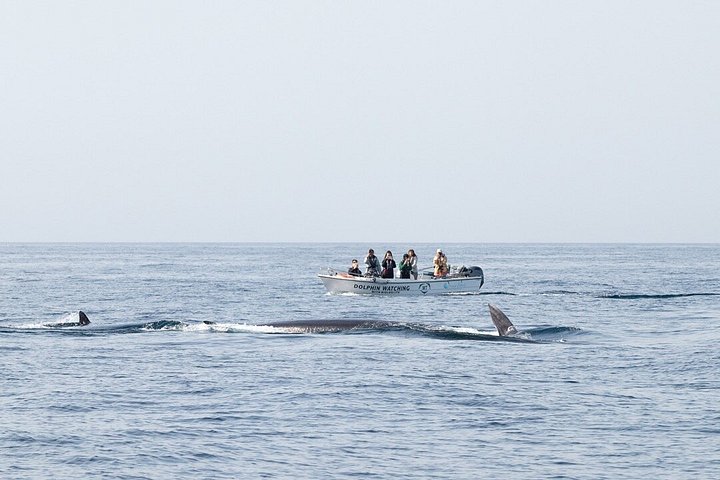 Dolfijn- en wildlifewatching boottocht in Faro, Portugal, met mariene biologen, foto 25 | wizardtrip
