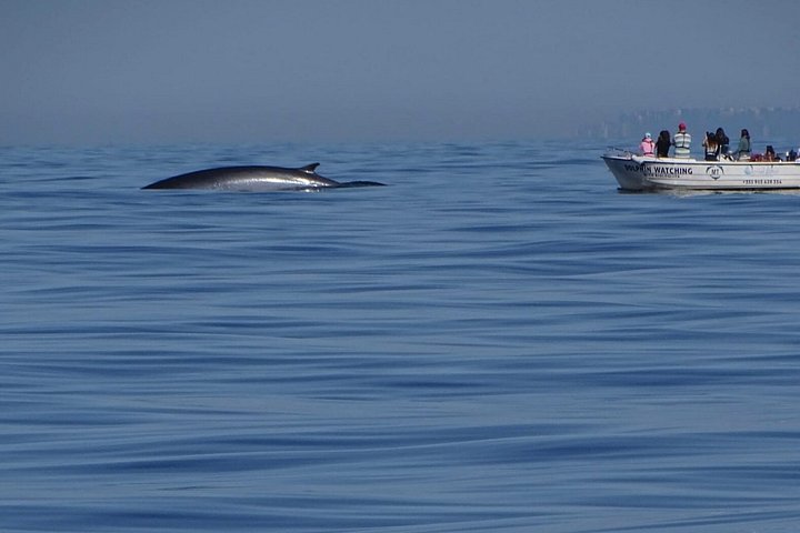 Dolfijn- en wildlifewatching boottocht in Faro, Portugal, met mariene biologen, foto 26 | wizardtrip