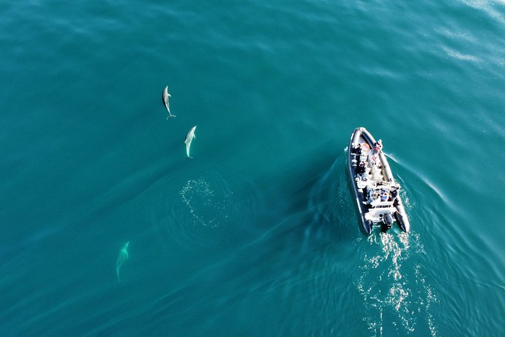 Dolfijn- en wildlifewatching boottocht in Faro, Portugal, met mariene biologen, foto 27 | wizardtrip