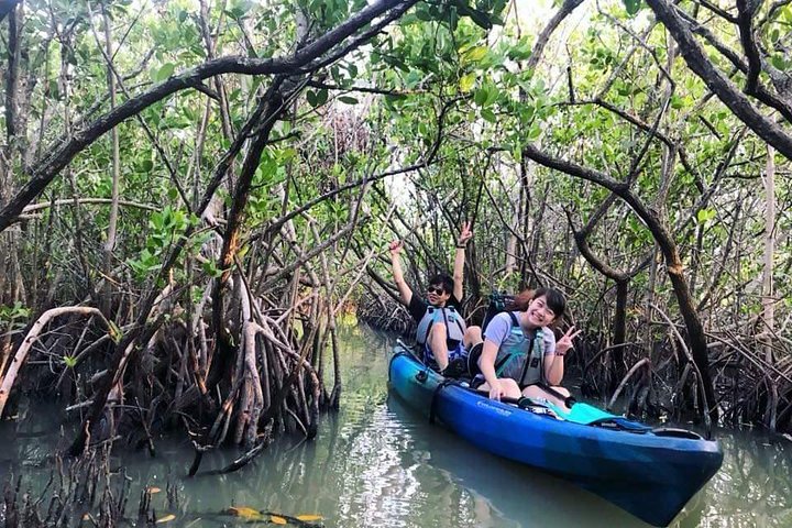 Thousand Island Mangrove Tunnel, Manatee & Dolphin Kayak Tour w/Cocoa Kayaking | wizardtrip