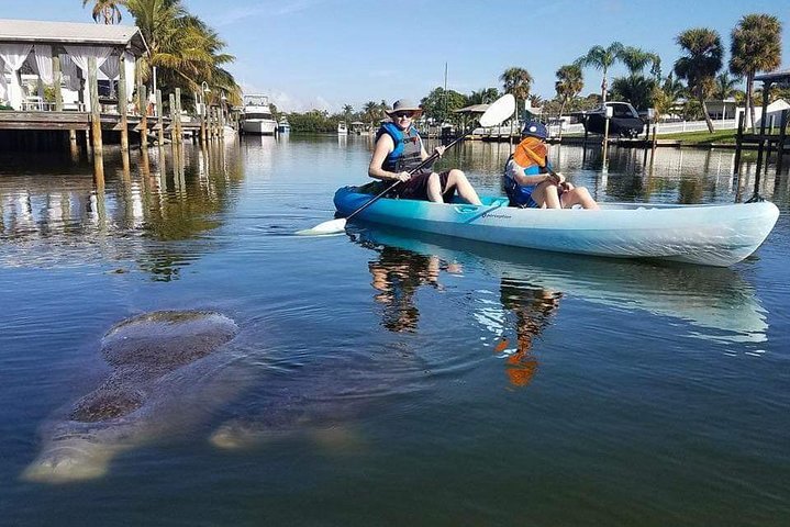 ココアビーチのマングローブトンネルを巡るカヤックツアーで、海牛とイルカを目撃、写真6 | wizardtrip