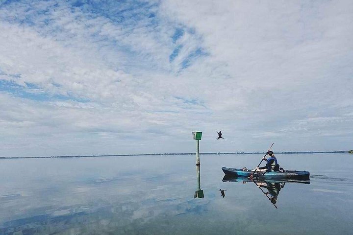 ココアビーチのマングローブトンネルを巡るカヤックツアーで、海牛とイルカを目撃、写真7 | wizardtrip