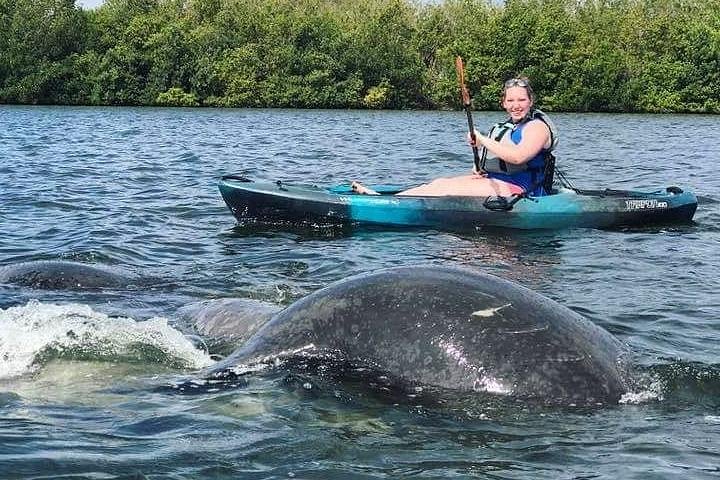 ココアビーチのマングローブトンネルを巡るカヤックツアーで、海牛とイルカを目撃、写真8 | wizardtrip