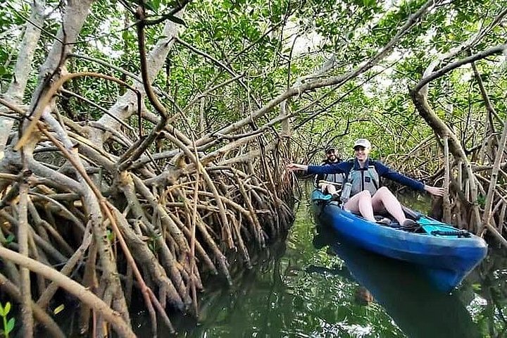 ココアビーチのマングローブトンネルを巡るカヤックツアーで、海牛とイルカを目撃、写真9 | wizardtrip