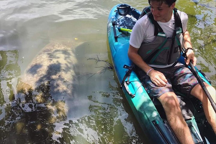 ココアビーチのマングローブトンネルを巡るカヤックツアーで、海牛とイルカを目撃、写真10 | wizardtrip