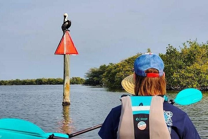 ココアビーチのマングローブトンネルを巡るカヤックツアーで、海牛とイルカを目撃、写真14 | wizardtrip