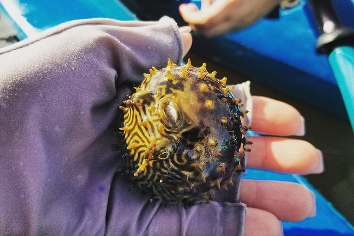 ココアビーチのマングローブトンネルを巡るカヤックツアーで、海牛とイルカを目撃、写真16 | wizardtrip