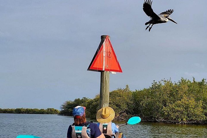 ココアビーチのマングローブトンネルを巡るカヤックツアーで、海牛とイルカを目撃、写真17 | wizardtrip