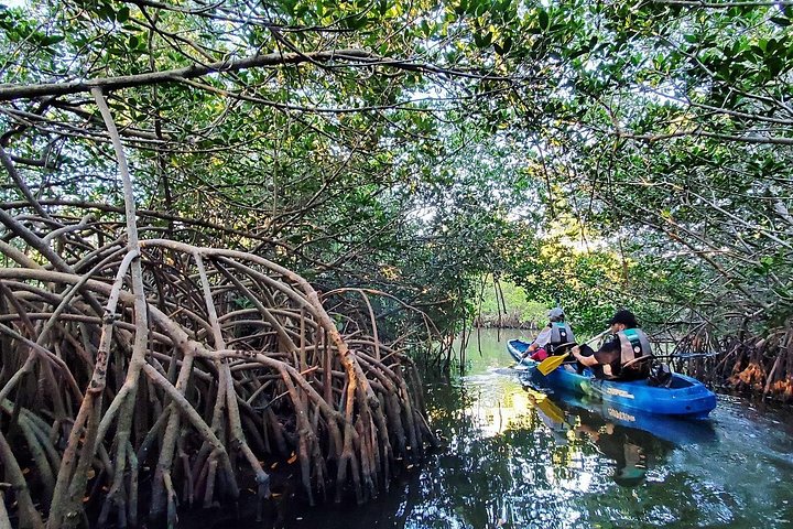 ココアビーチのマングローブトンネルを巡るカヤックツアーで、海牛とイルカを目撃、写真23 | wizardtrip