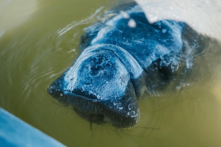 ココアビーチのマングローブトンネルを巡るカヤックツアーで、海牛とイルカを目撃、写真24 | wizardtrip