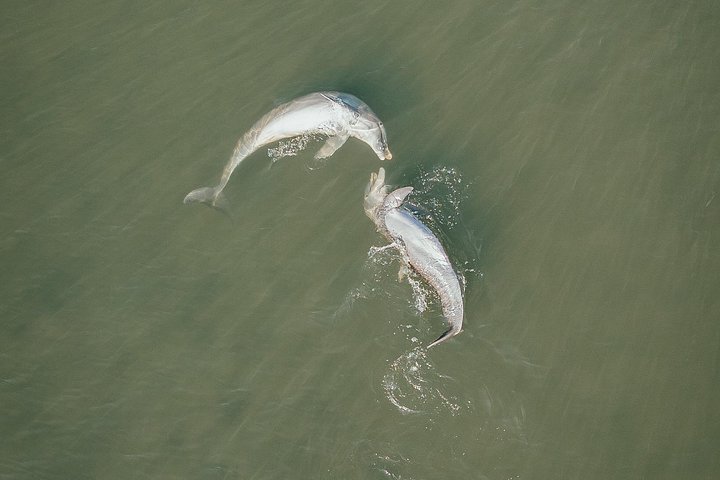 ココアビーチのマングローブトンネルを巡るカヤックツアーで、海牛とイルカを目撃、写真25 | wizardtrip