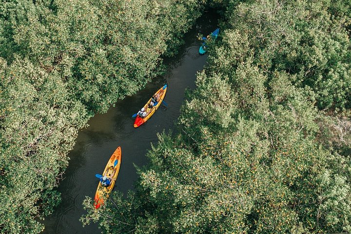 ココアビーチのマングローブトンネルを巡るカヤックツアーで、海牛とイルカを目撃、写真26 | wizardtrip