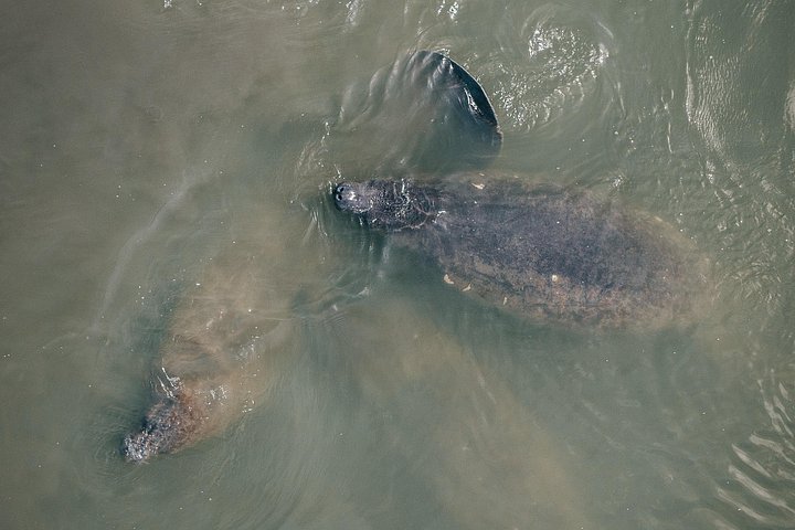 ココアビーチのマングローブトンネルを巡るカヤックツアーで、海牛とイルカを目撃、写真27 | wizardtrip