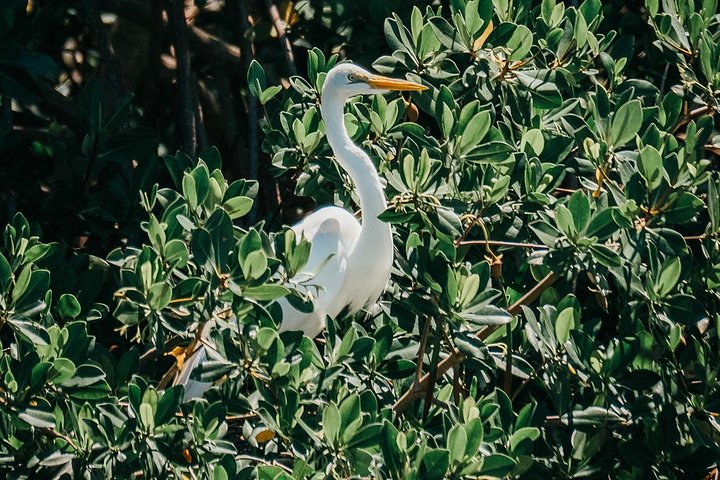 ココアビーチのマングローブトンネルを巡るカヤックツアーで、海牛とイルカを目撃、写真30 | wizardtrip