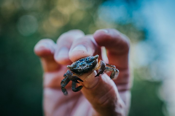 ココアビーチのマングローブトンネルを巡るカヤックツアーで、海牛とイルカを目撃、写真34 | wizardtrip