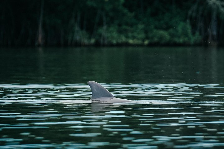 ココアビーチのマングローブトンネルを巡るカヤックツアーで、海牛とイルカを目撃、写真38 | wizardtrip