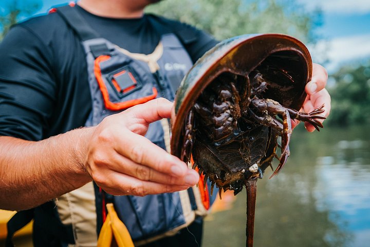 ココアビーチのマングローブトンネルを巡るカヤックツアーで、海牛とイルカを目撃、写真39 | wizardtrip